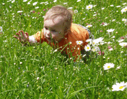 Linus sucht Blumen